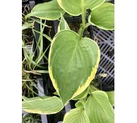 6 x Hosta aureomarginata - Funkia - Pot 9 x 9 cm