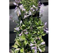 6 x Hosta hybr. 'Patriot' - Funkia - Pot 9 x 9 cm