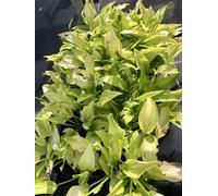 6 x Hosta hybr. 'Royal Standard' - Funkia - Pot 9 x 9 cm