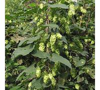 6 x houblon doré - humulus lupulus 'target' - godet 9x9 cm