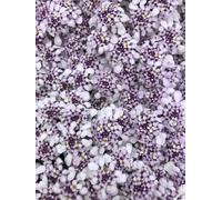 6 x Iberis Sempervirens 'Pink ice'® - Fleur de l'anse - pot 9 x 9 cm