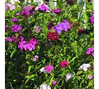 6 x Œillet barbu, œillet du poète 'Indianer Teppich' - Dianthus Barbatus - Godet 9x9cm - Rouge vif, attirant papillons, massifs