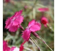 6 x œillet de grenoble - dianthus gratianopolitanus - godet 9x9 cm