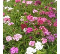 6 x œillet du poète - dianthus barbatus 'indianer teppich' - godet 9x9 cm