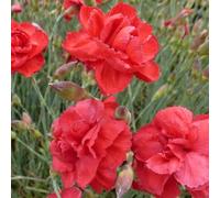 6 x œillet mignardise - dianthus plumarius 'heidi' - godet 9x9 cm
