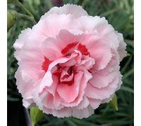 6 x Œillet mignardise 'Doris' - Dianthus Plumarius 'Doris' - Godet 9x9cm - Fleurs rouges, compact, rocaille