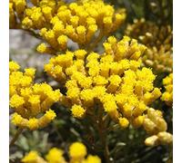 6 x Immortelle à odeur de curry - Helichrysum Italicum - Godet 9x9 cm, Feuillage Aromatique, Idéal pour Bordures