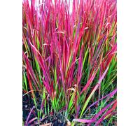 6 x Imperata cyl. 'Red Baron' - Herbe sanglante Red Baron - Pot 9 x 9cm