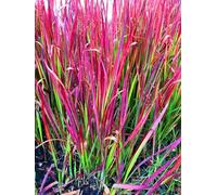 6 x Imperata cylindrica 'Red Baron' - Herbe à sang japonais en pot de 9x9cm