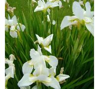 6 x iris de sibérie - schwertlilie 'snow queen' - godet 9x9 cm