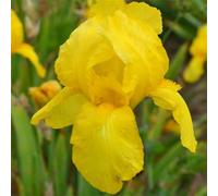 6 x iris des jardins - iris germanica 'ola kala' - godet 9x9 cm