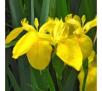 6 x iris des marais - iris pseudacorus - godet 9x9 cm