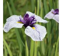 6 x iris japonais - iris ensata - godet 9x9 cm