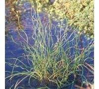 6 x jonc spiralé - juncus effusus 'spiralis' - godet 9x9 cm
