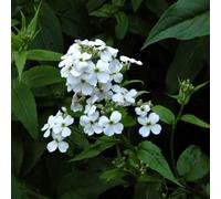 6 x julienne des jardins - hesperis matronalis 'alba' - godet 9x9 cm