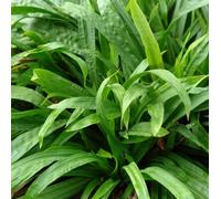 6 x laîche à feuilles de plantain - carex plantaginea - godet 9x9 cm