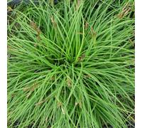 6 x laîche - carex caryophyllea 'the beatles' - godet 9x9 cm