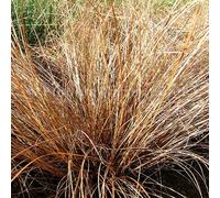 6 x laîche - carex comans 'bronze form' - godet 9x9 cm
