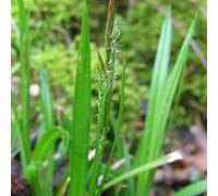 6 x laîche des bois - carex sylvatica - godet 9x9 cm