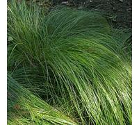 6 x laîche japonaise - carex morrowii - godet 9x9 cm