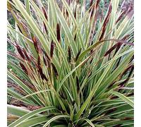 6 x laîche panaché - carex morrowii 'variegata' - godet 9x9 cm