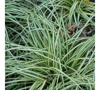 6 x laîche panaché - carex ornithopoda 'variegata' - godet 9x9 cm