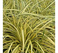 6 x laîche panaché - carex oshimensis 'evergold' - godet 9x9 cm