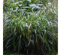 6 x laîche pendante - carex pendula - godet 9x9 cm