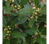 6 x laurier noble - laurus nobilis - godet 9x9 cm