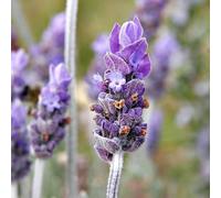 6 x Lavande de Provence Grappenhall - Lavandula intermedia 'Grappenhall' - pot 9cm x 9cm