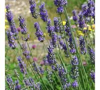6 x Lavande de Provence Grosso - Lavandula Intermedia 'Grosso' - pot 9cm x 9cm