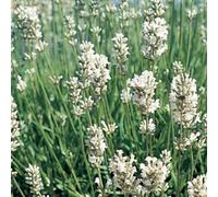 6 x Lavande Edelweiss - Lavandula Intermedia 'Edelweiss' - pot 9cm x 9cm