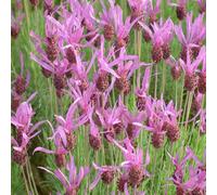 6 x Lavande en pot - Lavandula Stoechas Pedunculata - Pot 9cm x 9cm