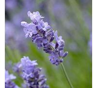 6 x Lavande Munstead - Lavandula Angustifolia 'Munstead' - Pot 9cm x 9cm