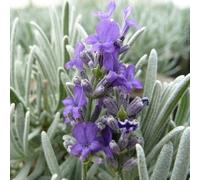 6 x Lavande Richard Gray - Lavandula 'Richard Gray' - Pot 9cm x 9cm