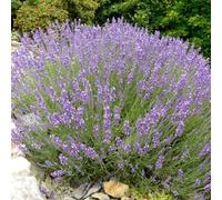 6 x Lavande vraie - Lavandula angustifolia - Pot 9cm x 9cm