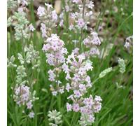 6 x lavande vraie - lavandula angustifolia 'rosea' - godet 9x9 cm