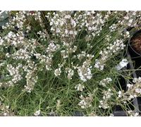 6 x Lavandula intermedia 'Edelweiss' - Lavande en pot 9 x 9 cm