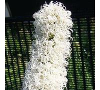 6 x liatride, plume du kansas - liatris spicata 'floristan weiss' - godet 9x9