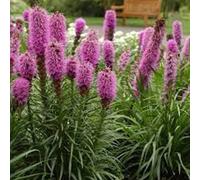 6 x liatride, plume du kansas - liatris spicata - godet 9x9 cm