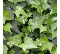 6 x lierre commun - hedera helix - godet 9x9 cm