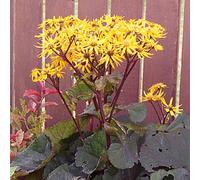 6 x ligulaire - ligularia dentata 'othello' - godet 9x9 cm