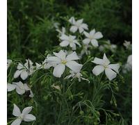 6 x lin vivace - linum perenne 'diamant' - godet 9x9 cm