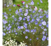 6 x Linum perenne 'Saphir' - Pot 9cm x 9cm