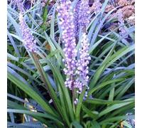 6 x Liriope muscari 'Ingwersen' - Liriope Muscari 'Ingwersen' - Godet 9x9cm - Violet, touffu, ombre