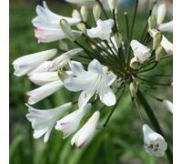 6 x Lis blanc - Agapanthus africanus 'Albidus' - pot 9cm x 9cm