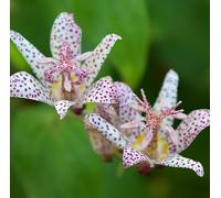 6 x Lis de crapaud de Formose - Tricyrtis formosana - pot 9cm x 9cm