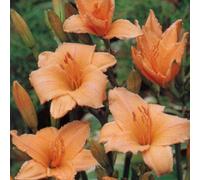 6 x Lis de jour Baley Hay - Hemerocallis 'Baley Hay' - pot 9cm x 9cm