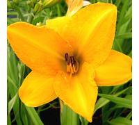 6 x Lis de jour Chicago Sunrise - Hemerocallis 'Chicago Sunrise' - pot 9cm x 9cm