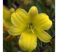 6 x Lis de jour Corky - Hemerocallis 'Corky' - pot 9cm x 9cm